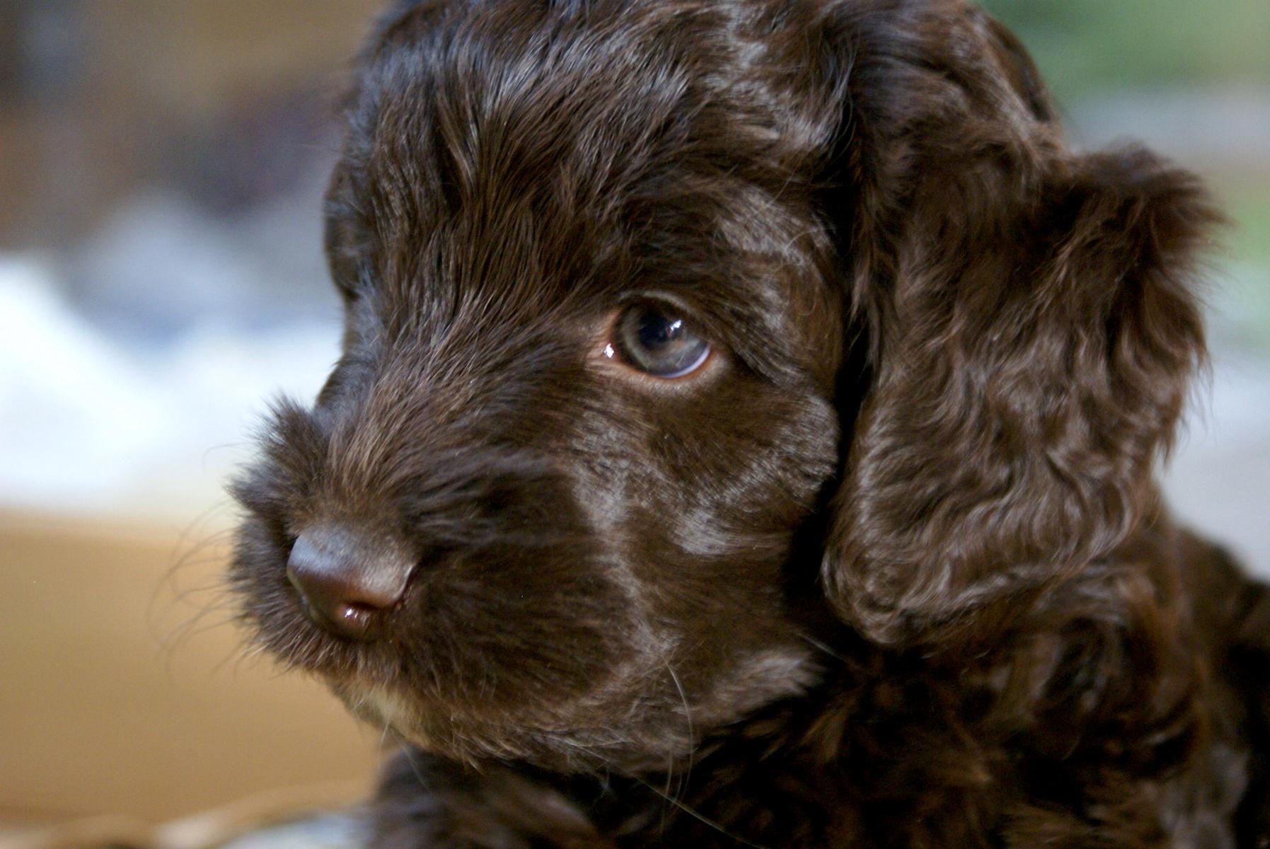australian labradoodle
